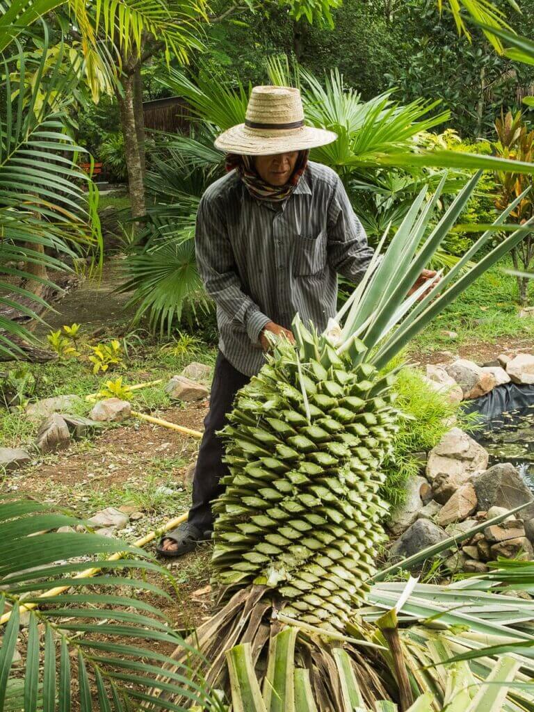 Poda de palmeras en Alicante