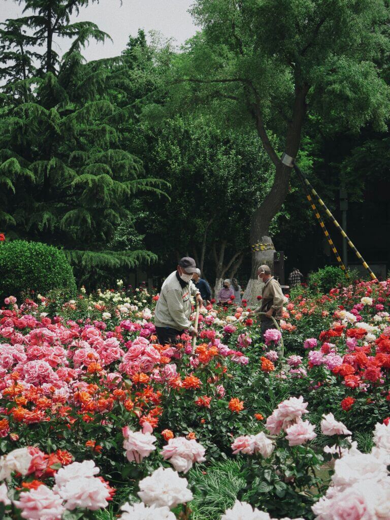 Mantenimiento de jardines alicante